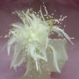 Ivory Fascinator F104