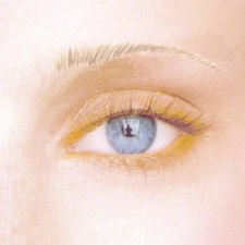 Shelby-cb228200-Brow